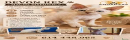 Devon Rex gatos en venta: Preciosos cachorros Devon Rex - Anuncio 3