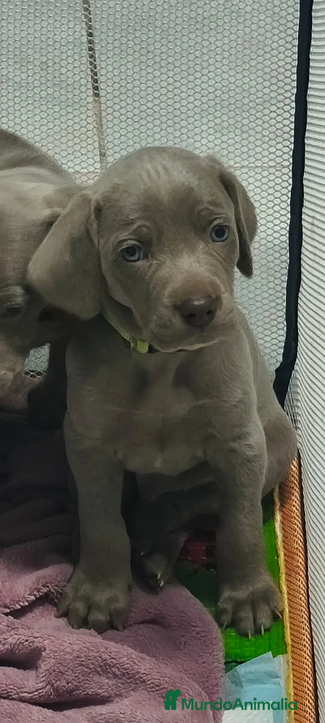 Weimaraner perros en venta: ÚLTIMO CACHORRO DE BRACO DE WEIMAR  - Anuncio 2