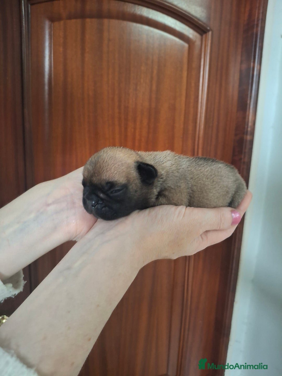 Bulldog Francés perros en venta: Bulldog frances fawn - Imagen 10