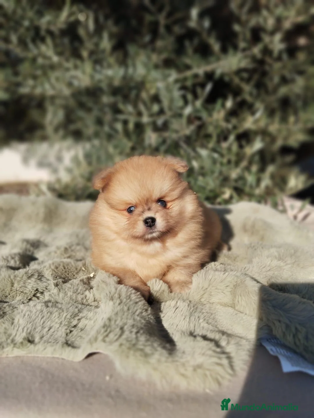 Pomerania perros en venta: Pomeranias Toy - Anuncio 13