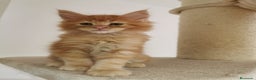 Maine Coon gatos en venta: Maravilloso Mainecoon naranja  en Madrid - Anuncio 4