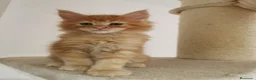Maine Coon gatos en venta: Maravilloso Mainecoon naranja  en Madrid - Anuncio 4