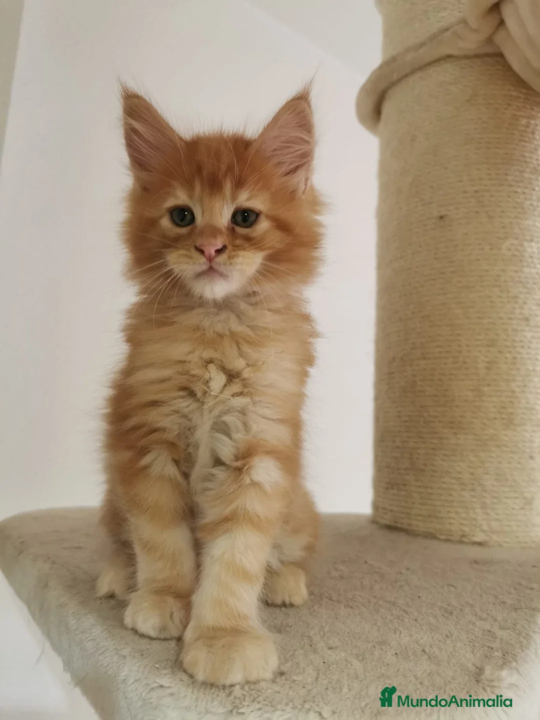 Maine Coon gatos en venta: Maravilloso Mainecoon naranja  en Madrid - Anuncio 4
