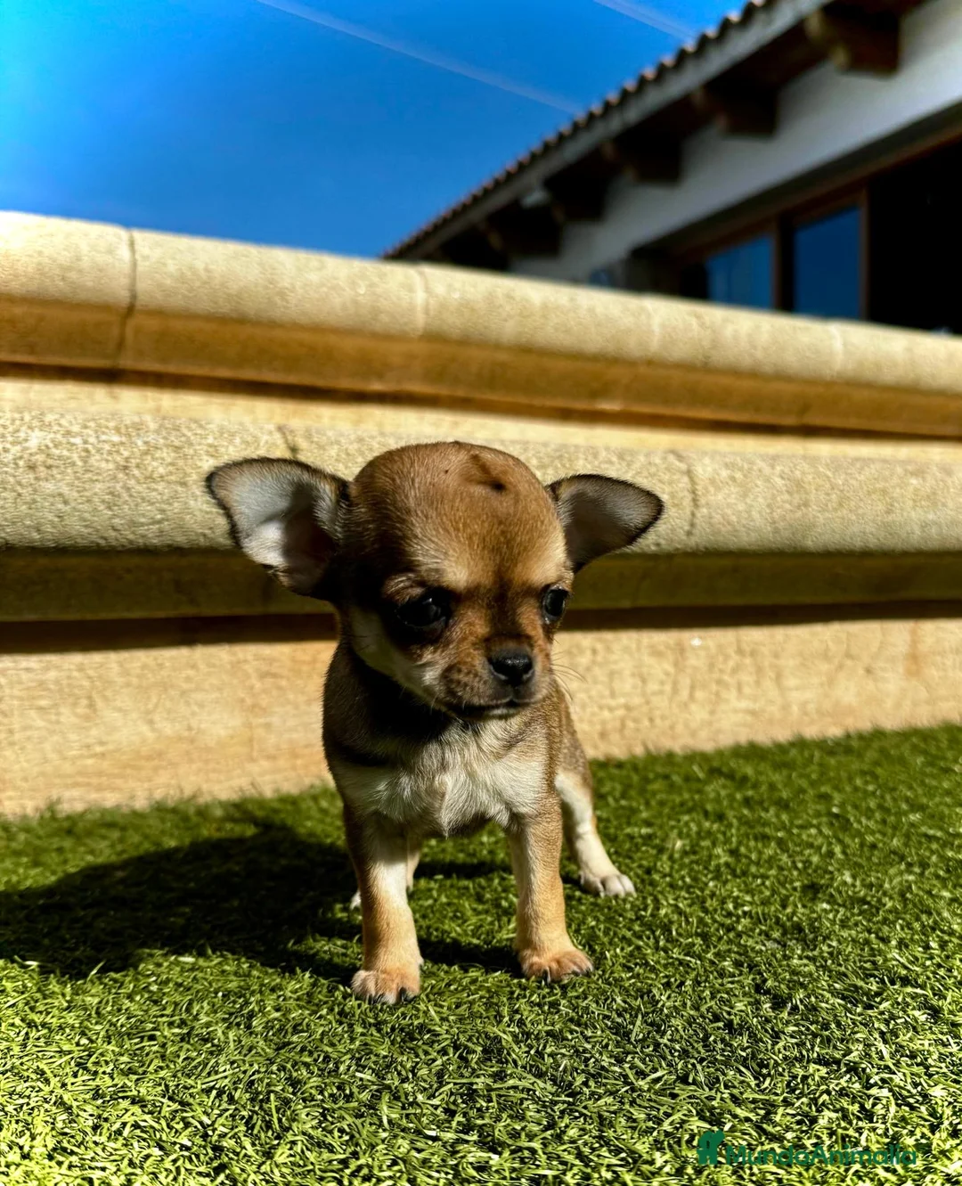Chihuahua perros en venta: Chihuahua toy en Illes Balears - Anuncio 3