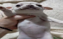 Chihuahua perros en venta: Impresionantes chihuahuas toy hembras - Anuncio 3