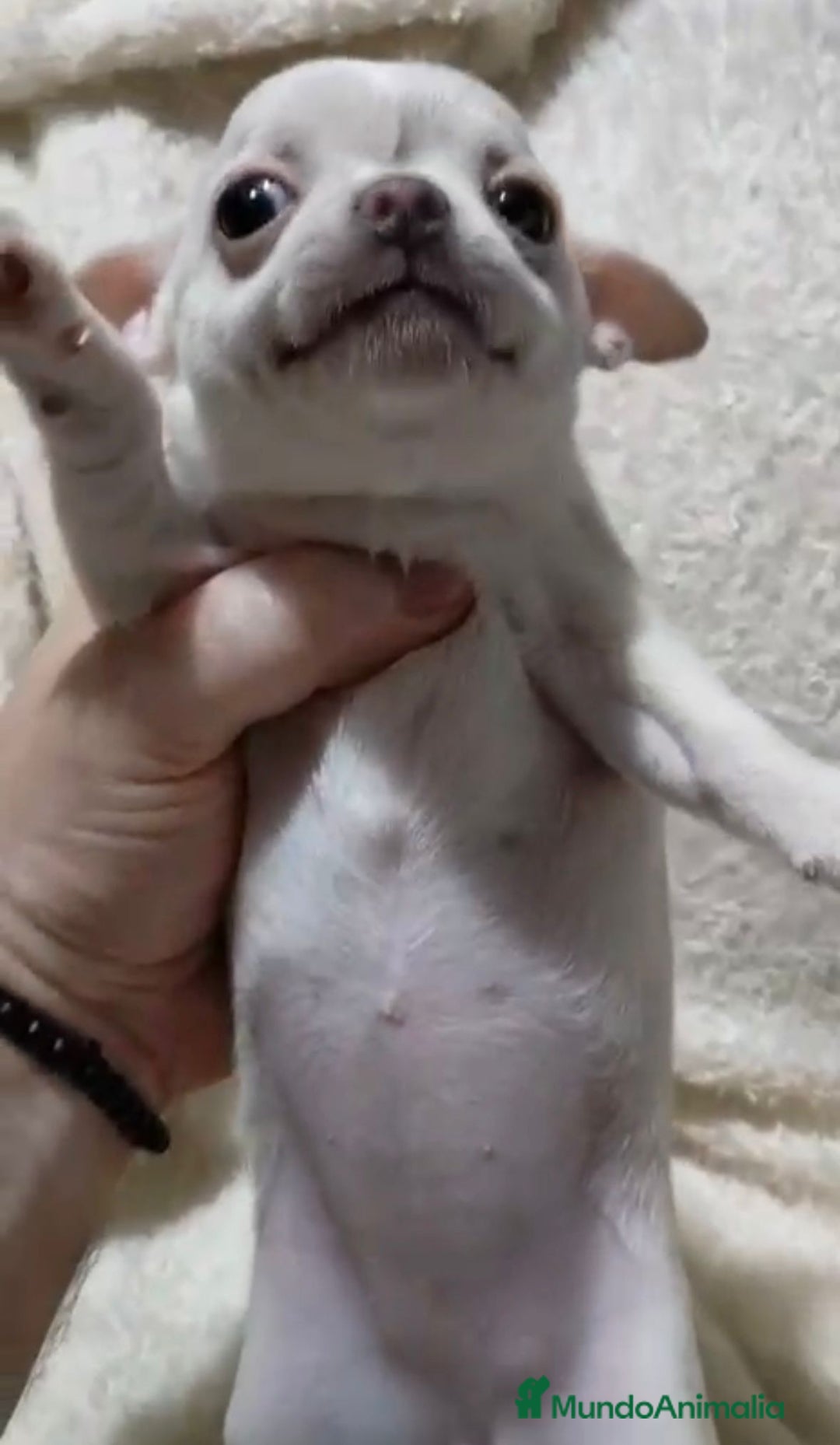 Chihuahua perros en venta: Impresionantes chihuahuas toy hembras - Anuncio 3