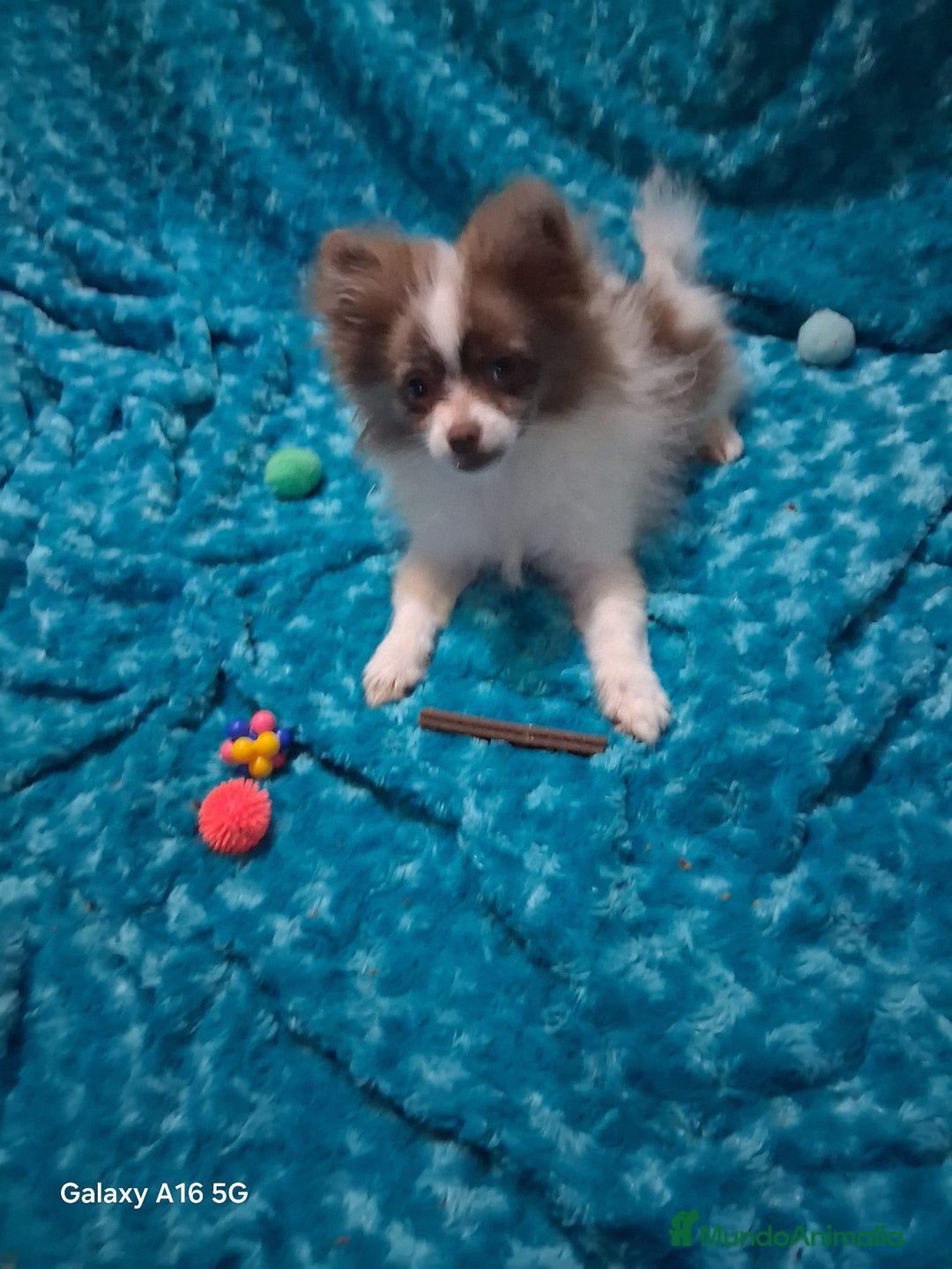 Pomchi perros en venta: Pomchi macho chocolate y blanco ya en muda de pelo - Anuncio 3