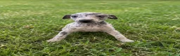 Pequeño Lebrel Italiano perros en venta: CACHORROS DE PICCOLO LEBREL ITALIANO  - Anuncio 3
