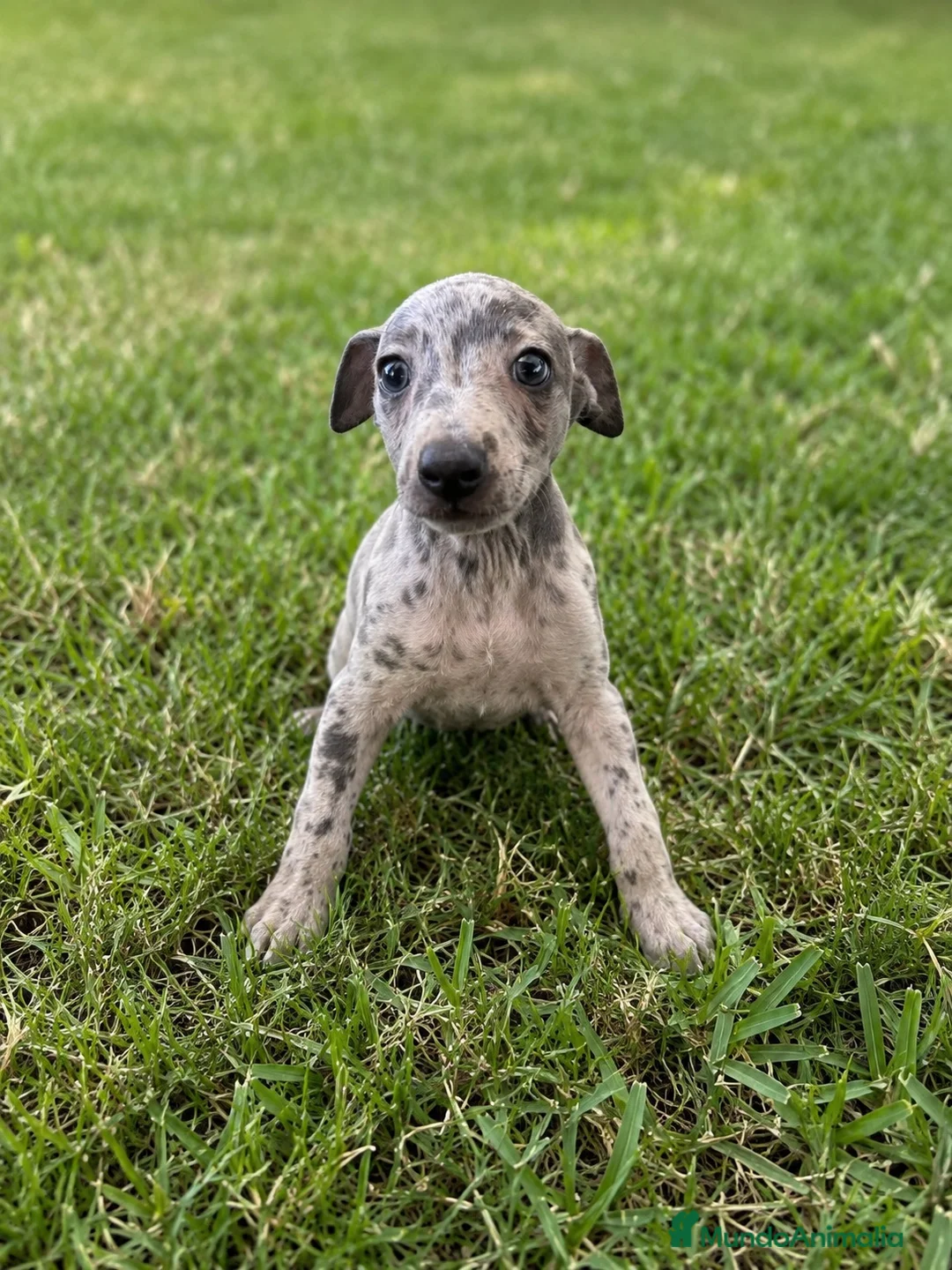Pequeño Lebrel Italiano perros en venta: CACHORROS DE PICCOLO LEBREL ITALIANO  - Anuncio 3