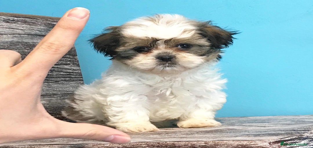 Imagen de galería {{count}}