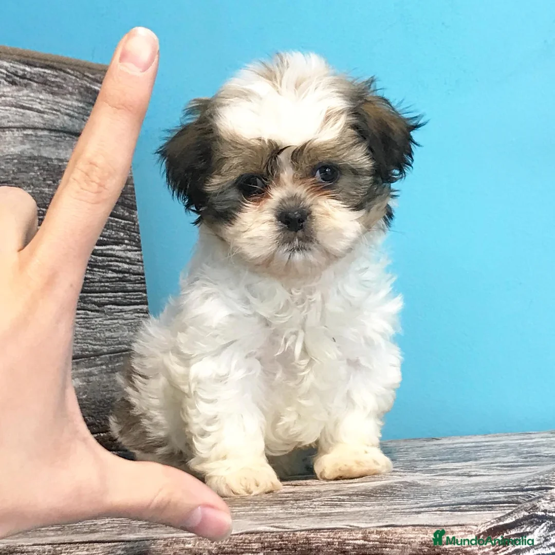 Imagen de galería {{count}}