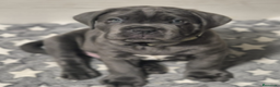 Cane Corso perros en venta: CACHORROS CANE CORSO  - Anuncio 2