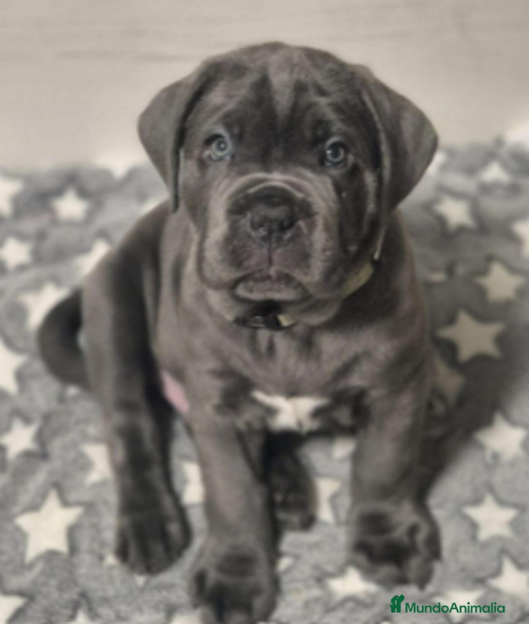 Cane Corso perros en venta: CACHORROS CANE CORSO  - Anuncio 2