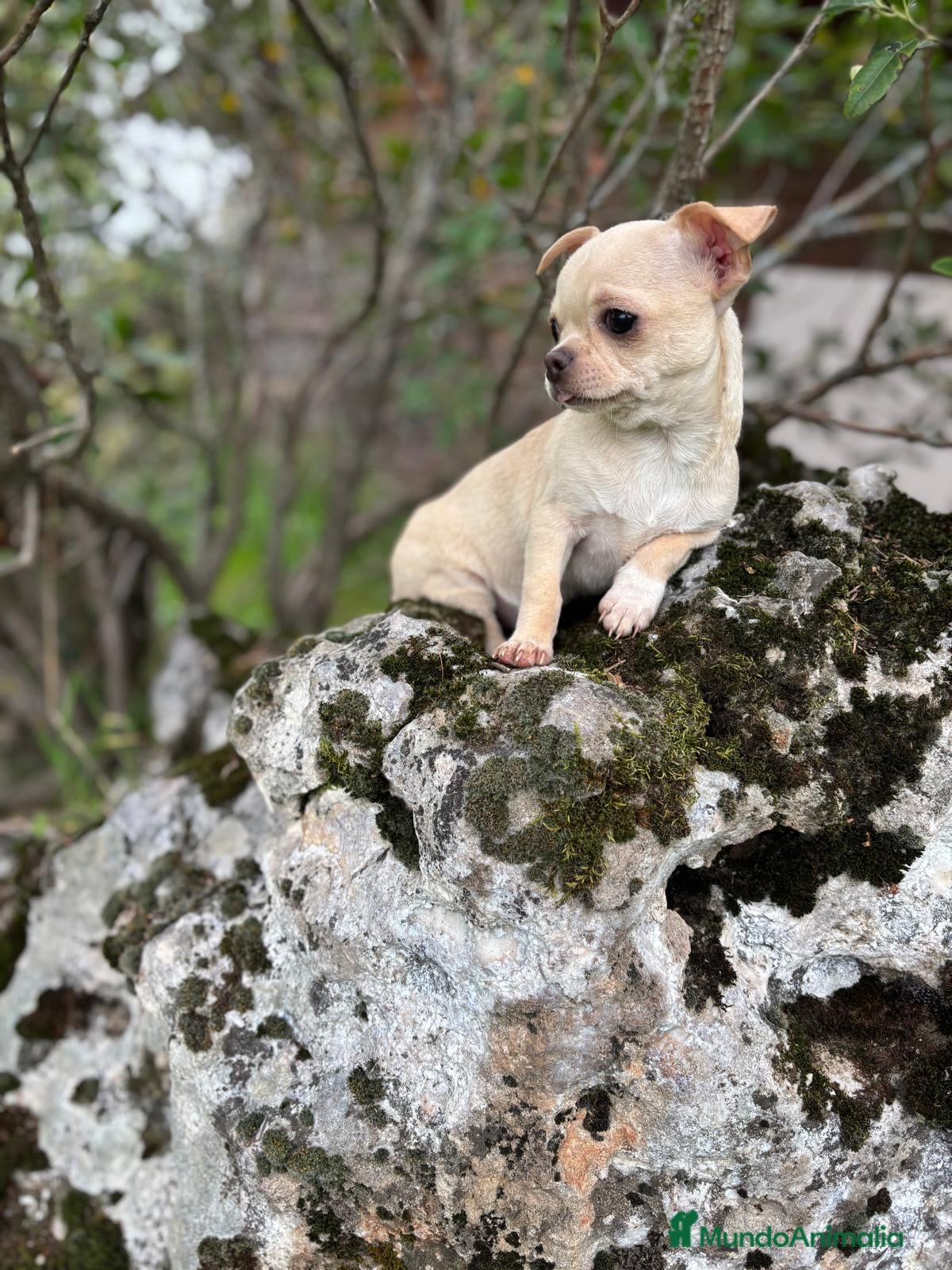 Chihuahua perros Chihuahua Toy Macho disponible!! - Anuncio 2