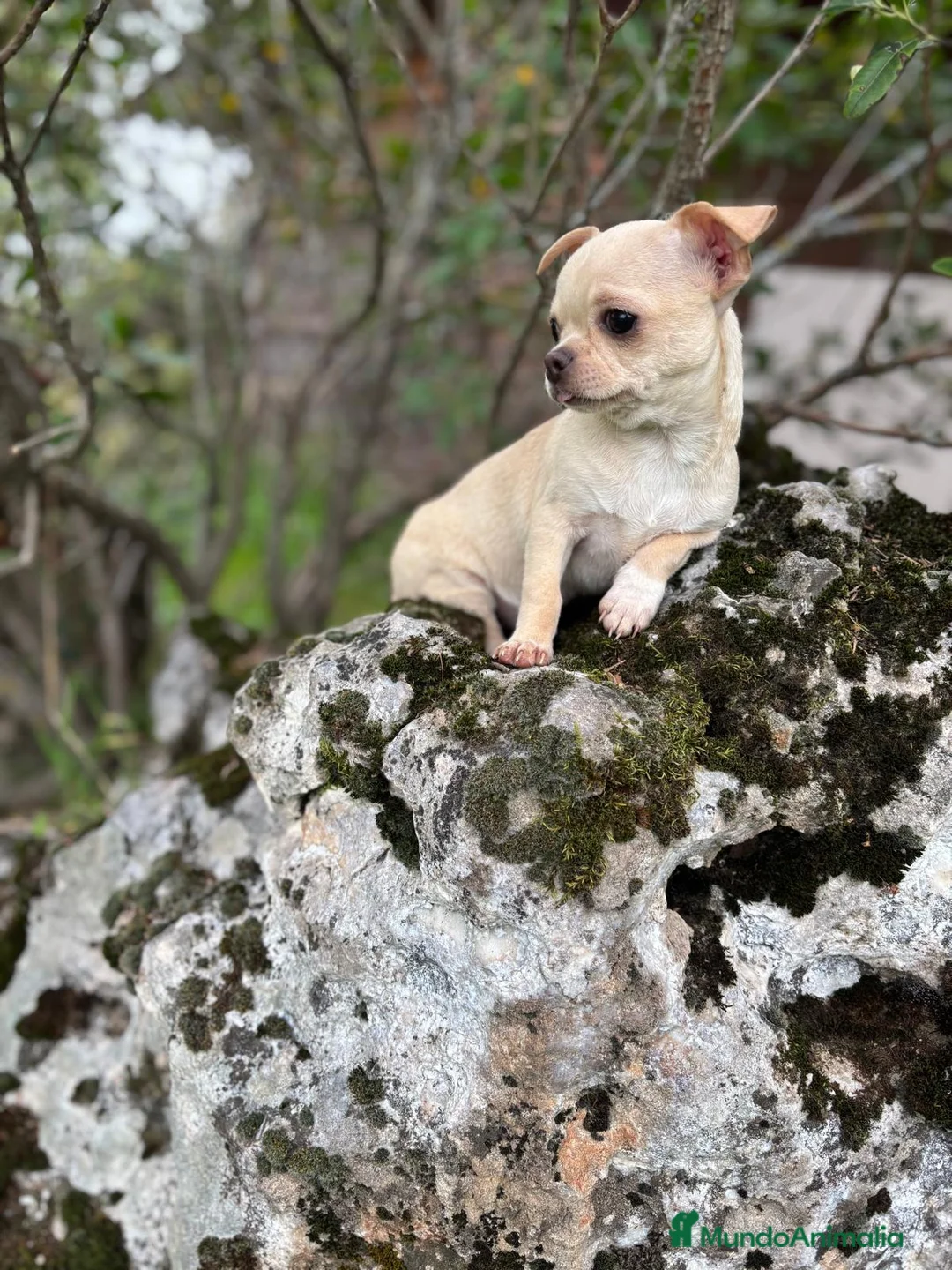 Chihuahua perros en venta: Chihuahua Toy Macho disponible!! - Anuncio 1