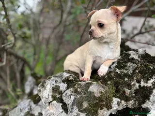 Chihuahua perros Chihuahua Toy Macho disponible!! - Anuncio 2