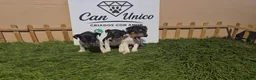 Ratonero Bodeguero Andaluz perros en venta: Bodeguero Andaluz-Calidad, seriedad y seguimiento - Anuncio 5