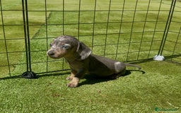 Teckel Miniatura perros en venta: Teckel miniaturas varias camadas disponibles  - Imagen 3