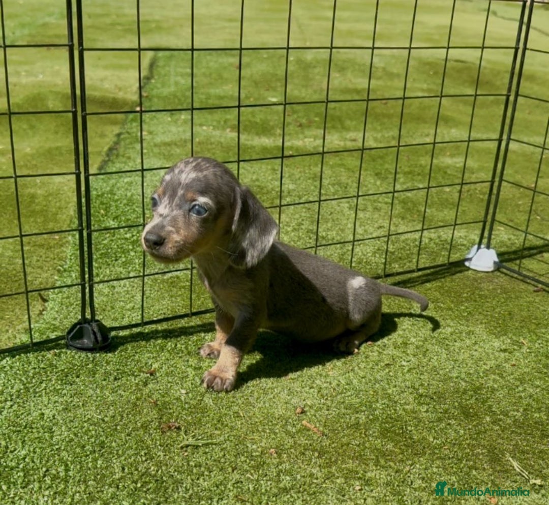 Teckel Miniatura perros en venta: Teckel miniaturas varias camadas disponibles  - Imagen 3