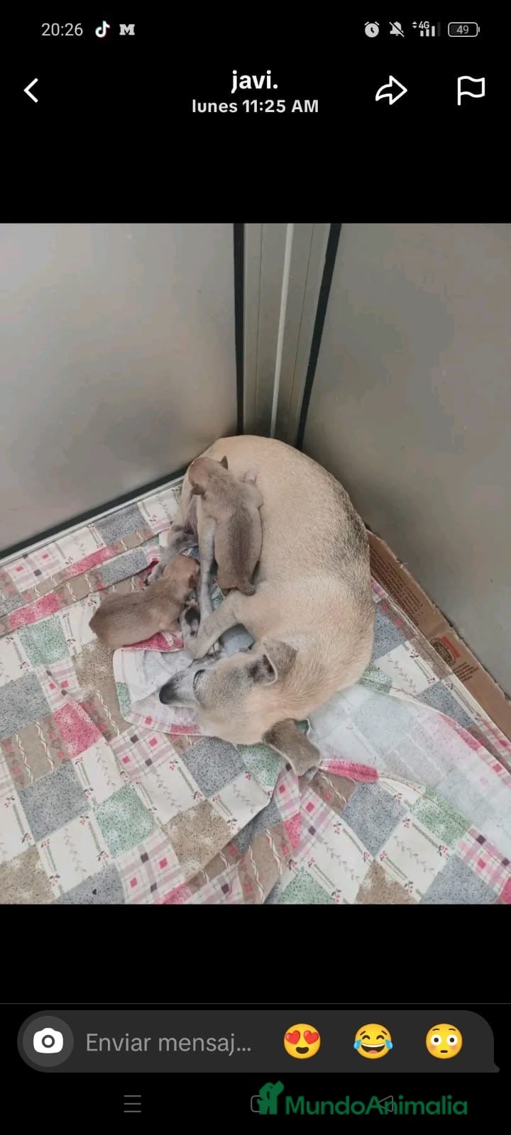 Chihuahua perros Chihuahua mini - Anuncio 2