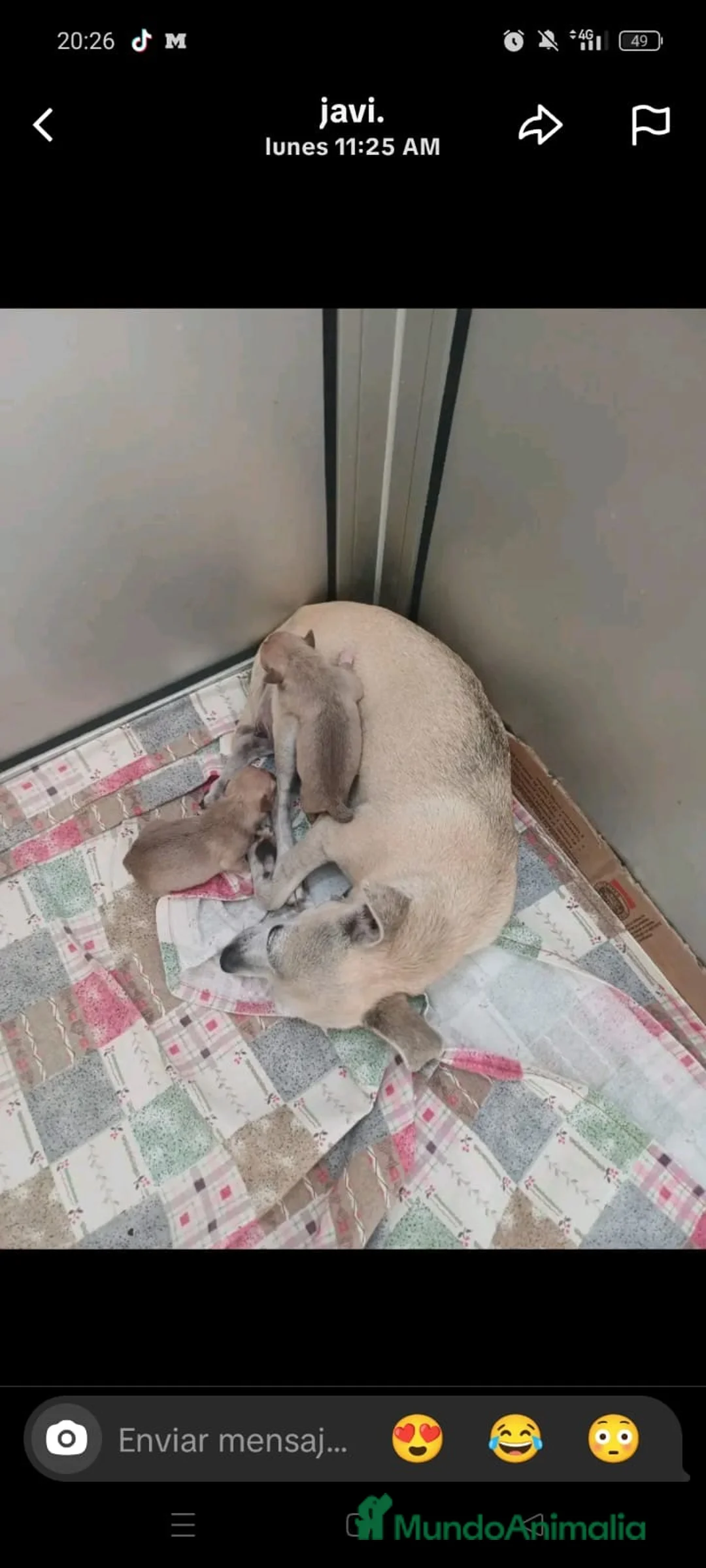 Chihuahua perros en venta: Chihuahua mini - Anuncio 1