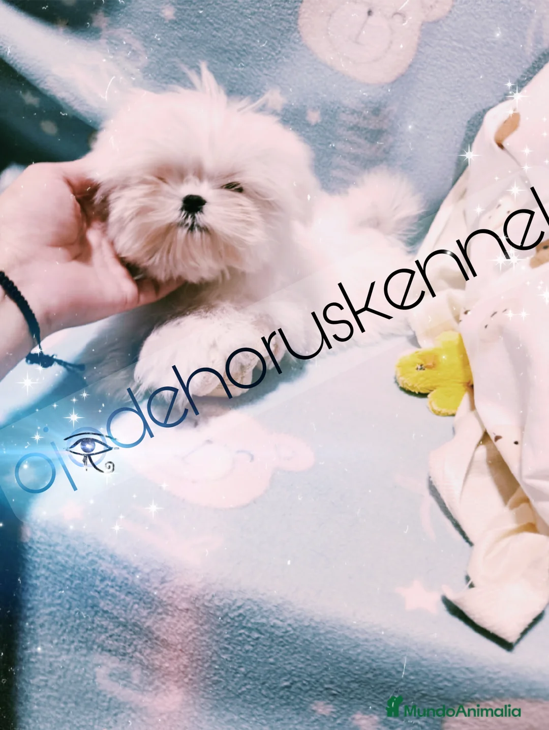 Bichón Maltés perros en venta: Macho bichón maltes toy asiático 100 x 💯 - Anuncio 3