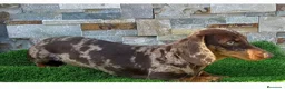 Teckel Miniatura perros en venta: Teckel mini  - Anuncio 8