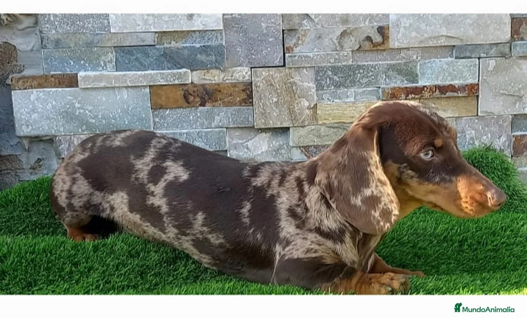 Teckel Miniatura perros en venta: Teckel mini  - Anuncio 8