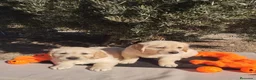 Golden Retriever perros en venta: Golden Retriever - Anuncio 9
