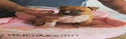 American Staffordshire-Terrier perros en venta: American staffordshire Terrier  - Anuncio 5