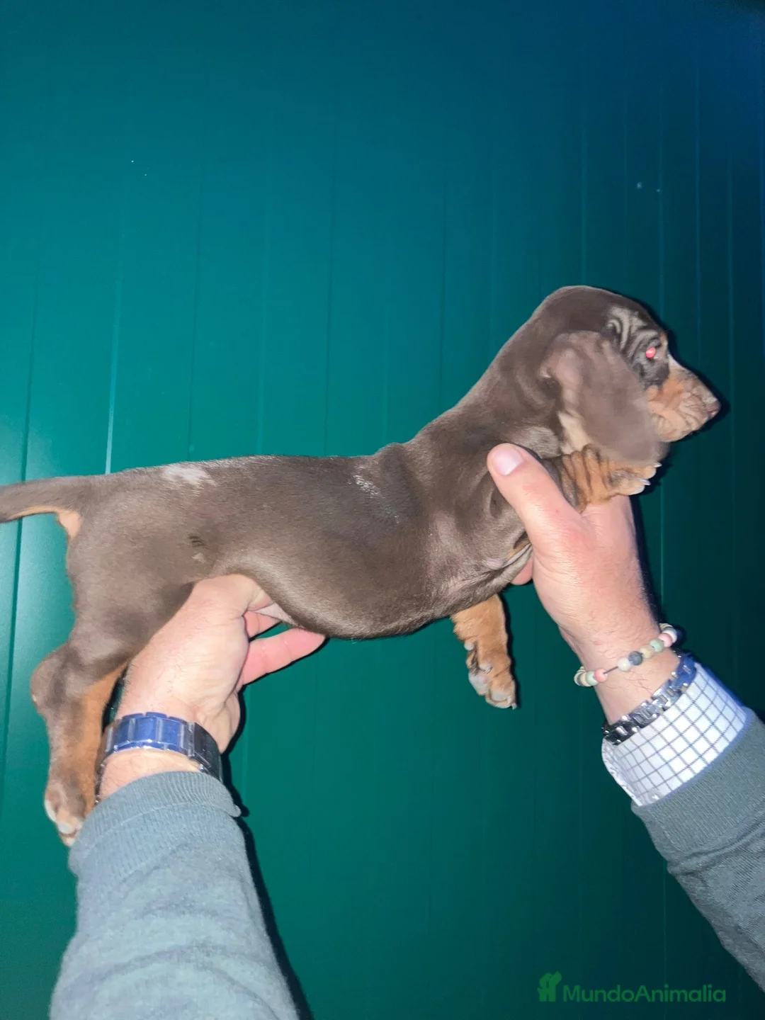 Teckel perros en venta: Teckel alta calidad con pedigree - Anuncio 4