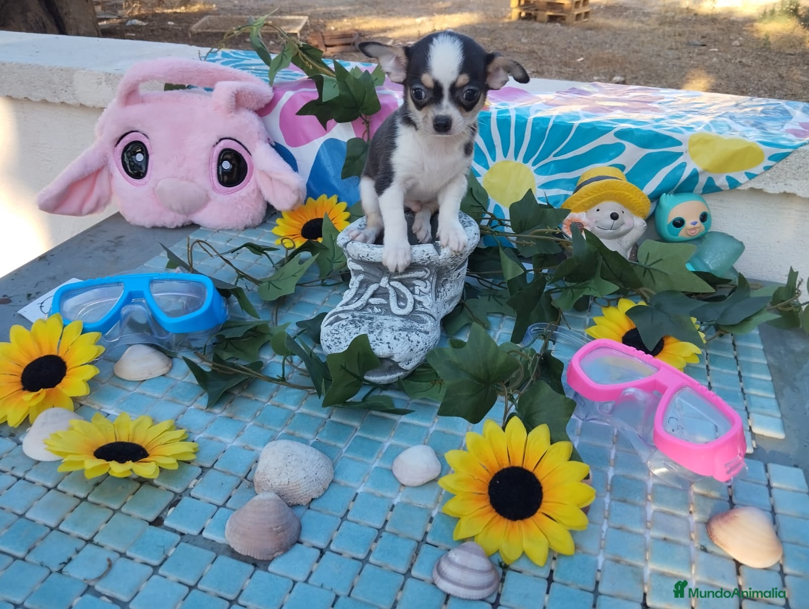 Chihuahua perros CHIHUAHUAS TOYS  - Anuncio 1