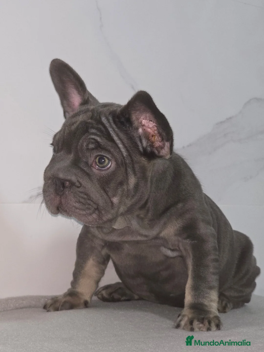 Bulldog Francés perros en venta: Bulldog francés  - Anuncio 2
