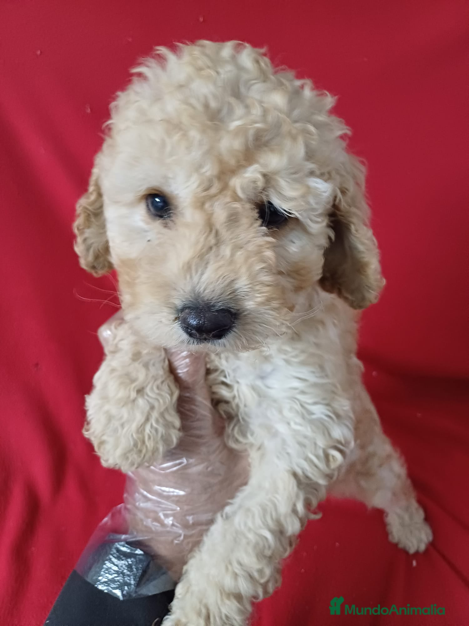 Perro de Agua Español perros Perro de Agua Español  - Anuncio 1