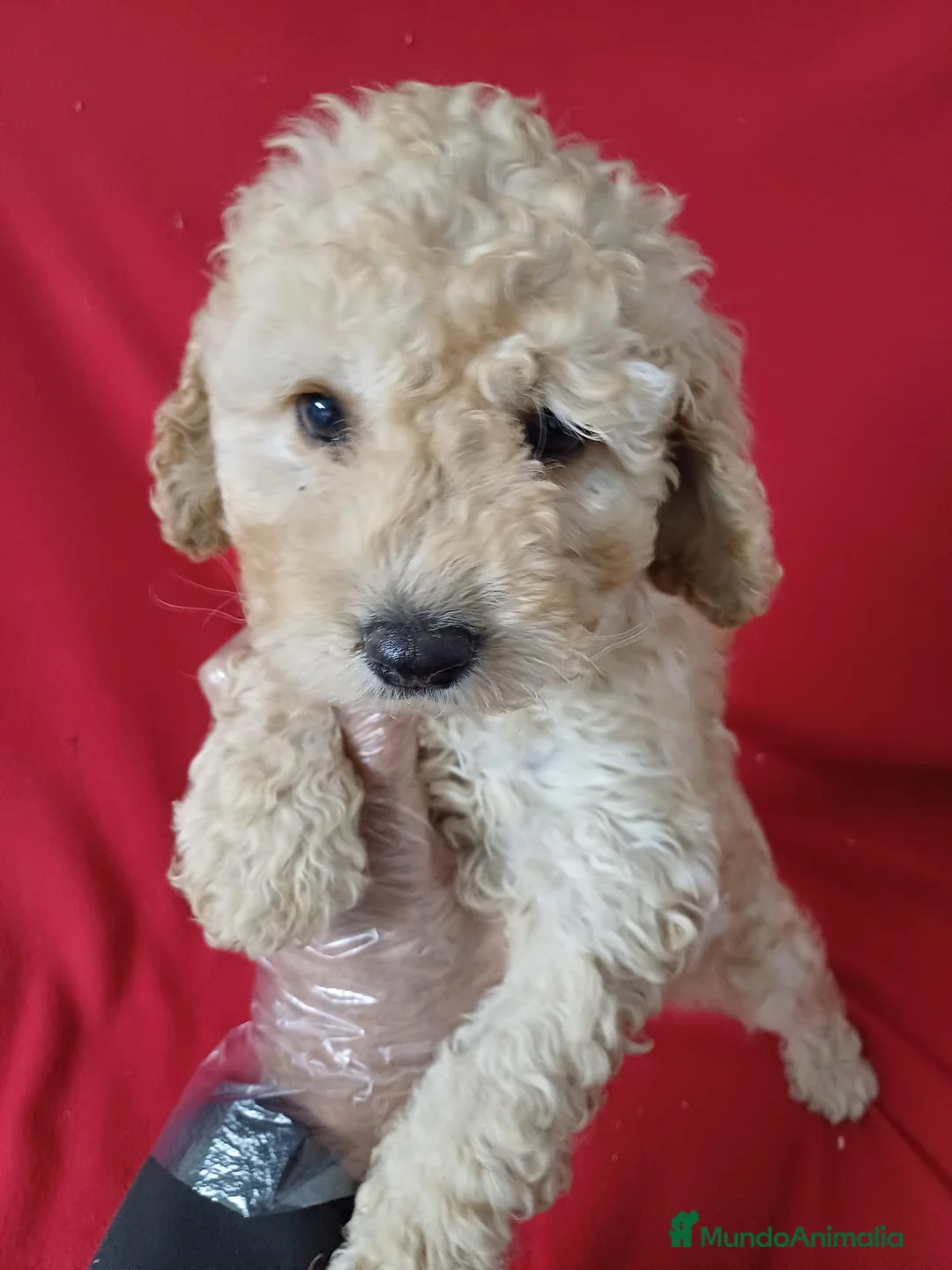 Perro de Agua Español perros en venta: Perro de Agua Español  - Anuncio 1