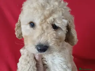 Perro de Agua Español perros Perro de Agua Español - Anuncio 1