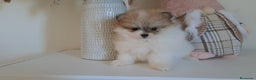 Pomerania perros en venta: Lulu de Pomerania  - Anuncio 7