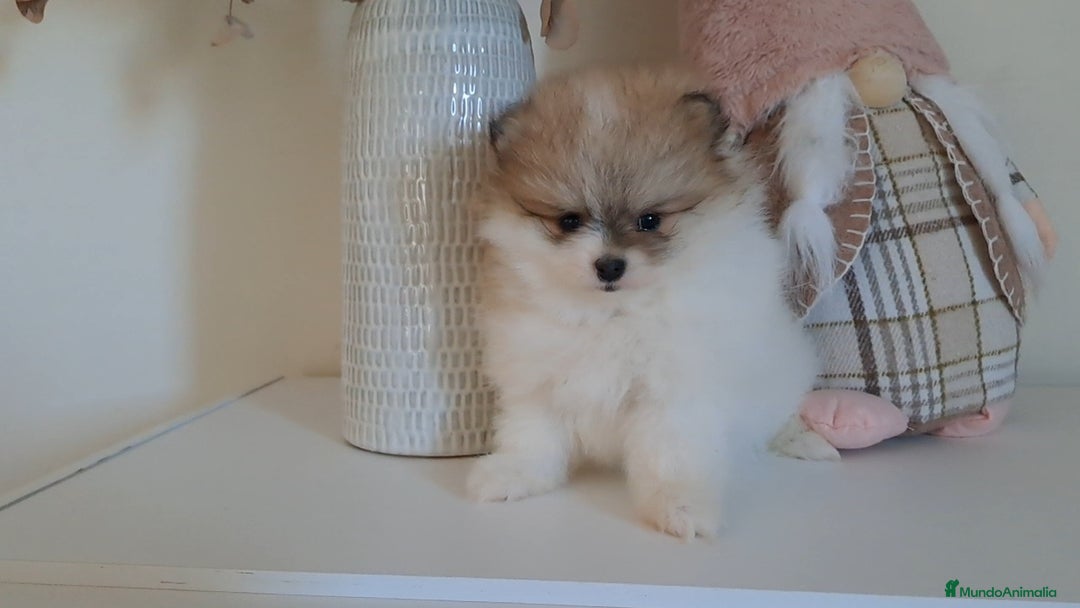Pomerania perros en venta: Lulu de Pomerania  - Anuncio 7