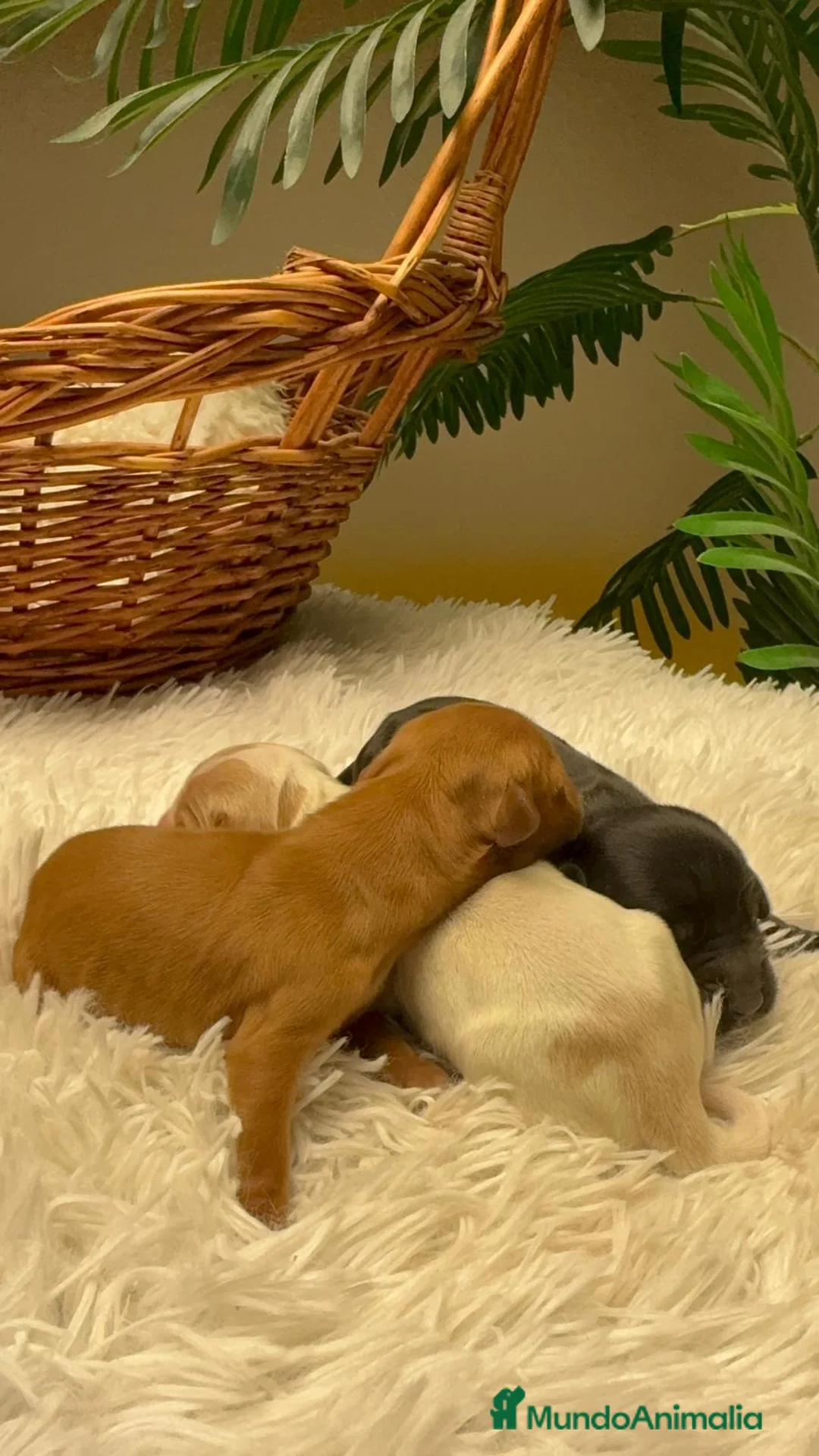 Cocker Spaniel Inglés perros en venta: COCKER SPANIEL INGLES - Anuncio 20