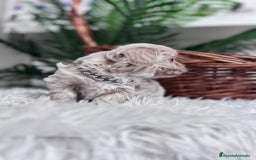 Maltipoo perros en venta: MALTIPOO MACHO - Anuncio 9