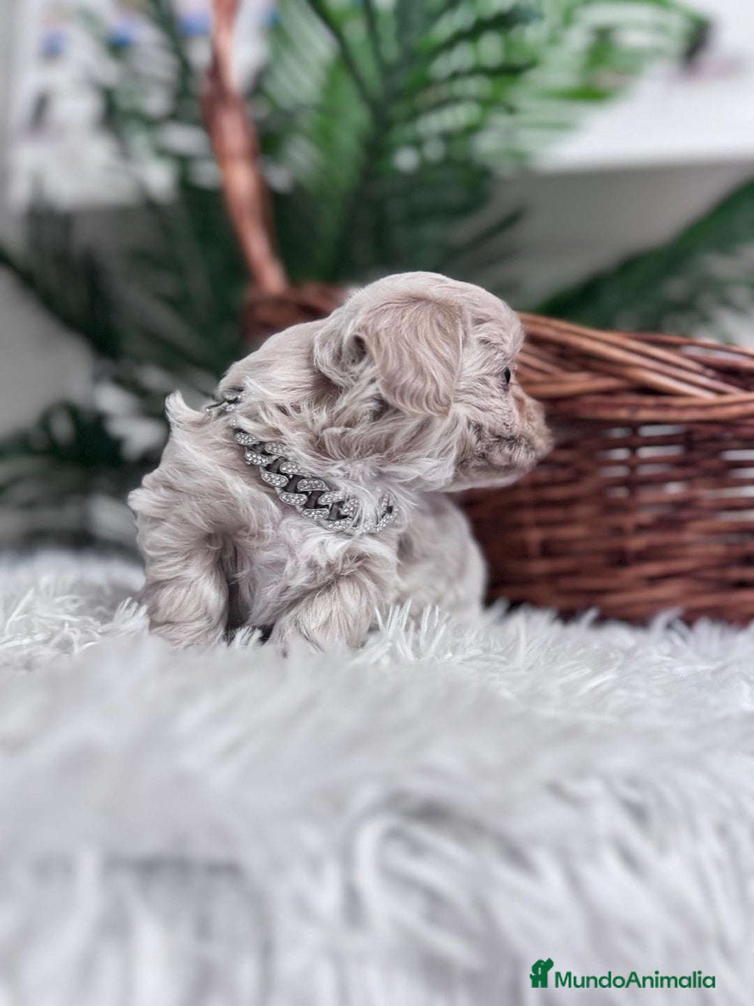 Maltipoo perros en venta: MALTIPOO MACHO - Anuncio 9