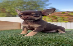 Chihuahua perros en venta: CHIHUAHUA MACHO - Imagen 6