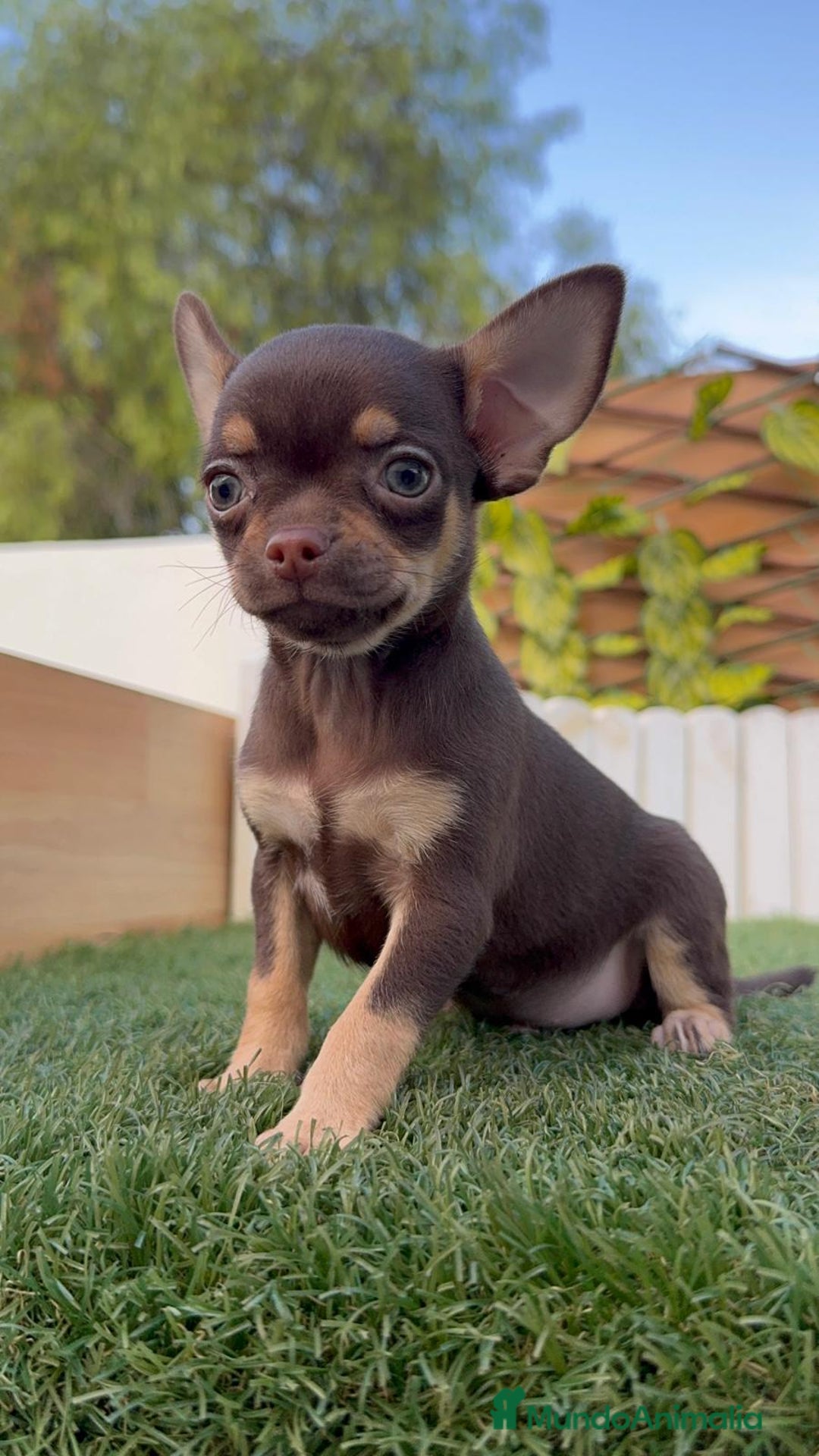 Chihuahua perros en venta: CHIHUAHUA MACHO - Imagen 6