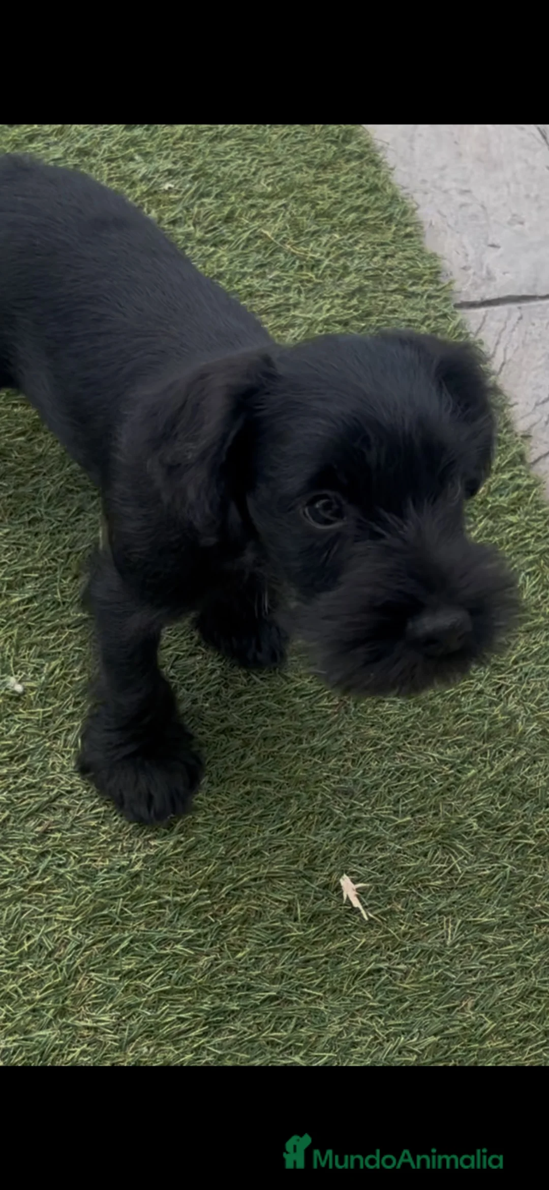 Schnauzer Miniatura perros en venta: Schnauzer miniatura negro  - Anuncio 4