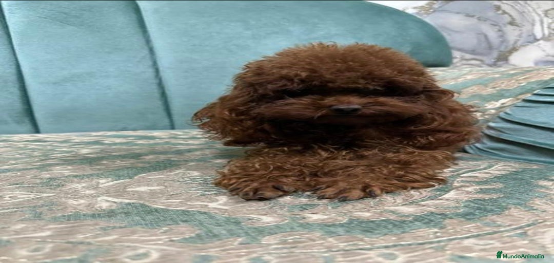 Imagen de galería {{count}}