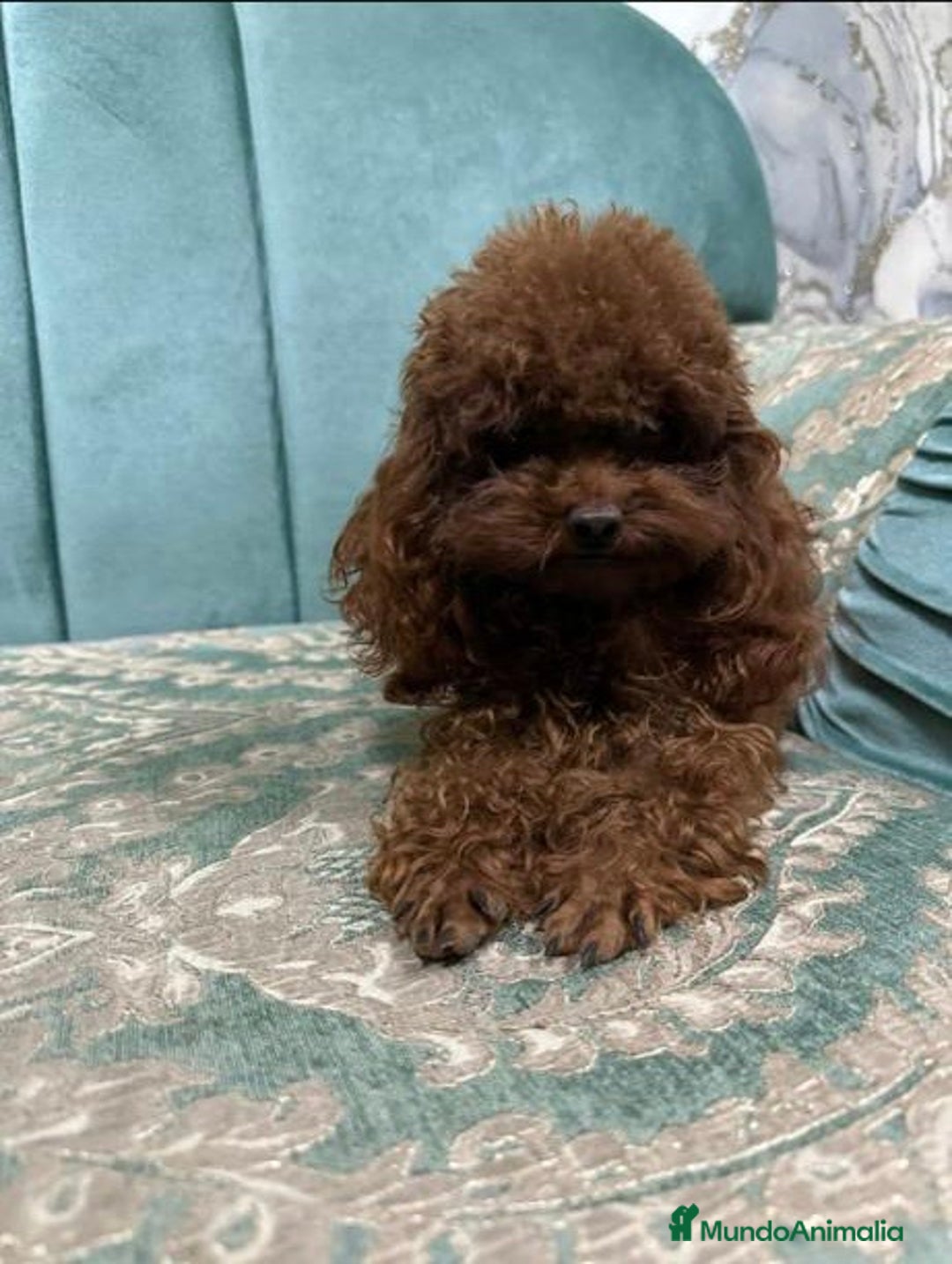 Imagen de galería {{count}}