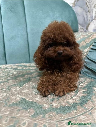 Imagen de galería {{count}}