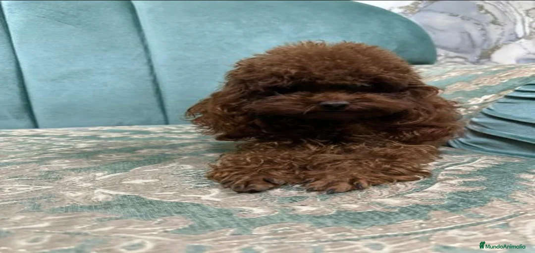 Imagen de galería {{count}}