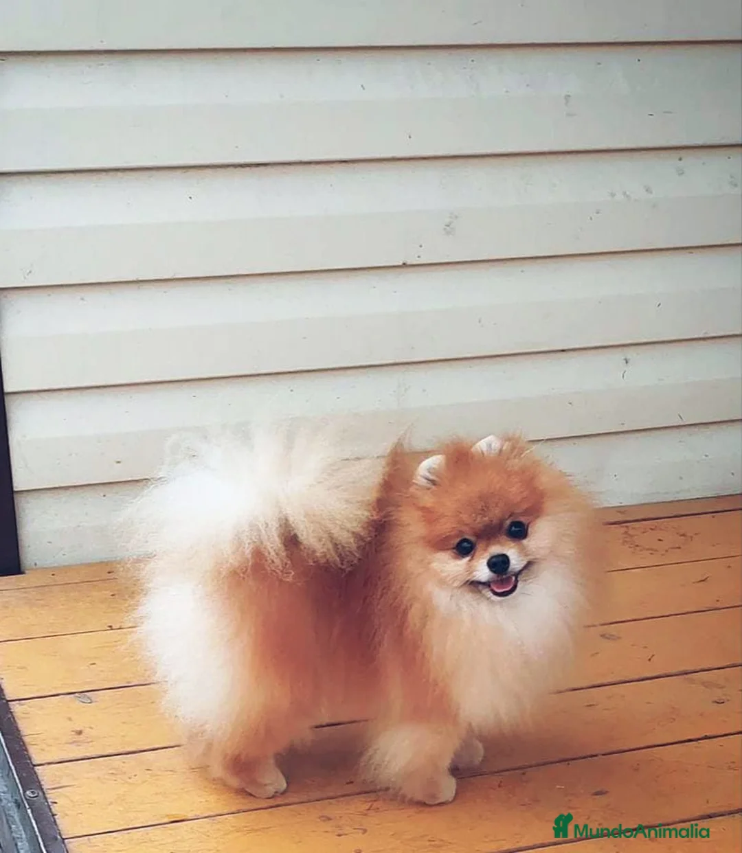 Pomerania perros en venta: Pomerania ositos toy  - Anuncio 2