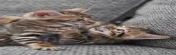Bengalí gatos en venta: Hembra Gata Bengalí - Anuncio 12